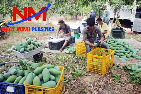 Sóng nhựa hở 3T1 được sử dụng rộng rãi trong khi thu hoạch trái cây 