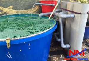 Mua tank nhựa hình tròn nuôi cá Koi phải thiết kế hệ thống lọc lắng để lọc phân cá mỗi ngày