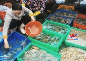 Mua khay nhựa nuôi cá giá rẻ tại Nhật Minh với nhiều ữu đãi cực lớn