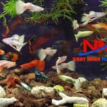 Khay nhựa nu&ocirc;i c&aacute; 7 m&agrave;u n&ecirc;n chọn như thế n&agrave;o